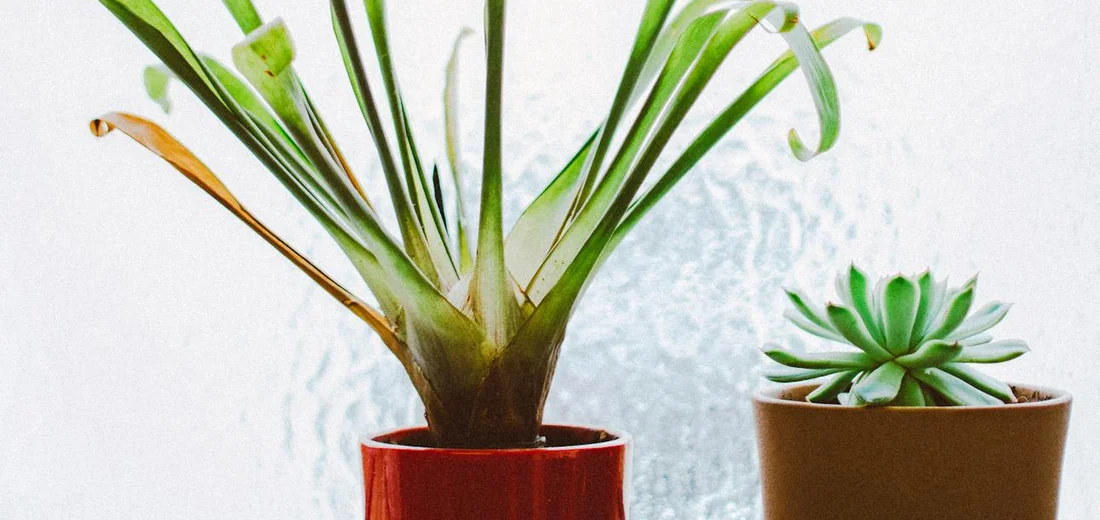 Two potted succulents with green leaves; a tall plant in a red pot on the left and a small rosette in a beige pot on the right, against a light, textured background.