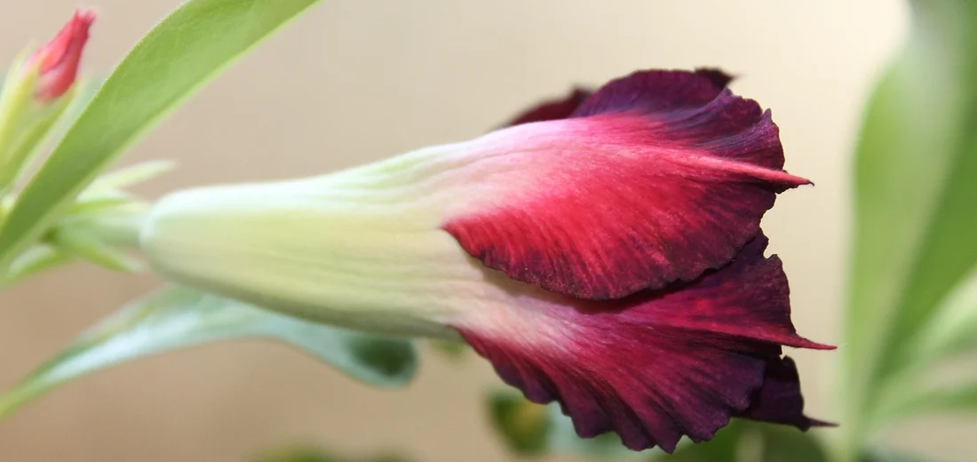 Close-up of a Desert Rose (Adenium obesum) flower with rich magenta petals fading toward the white center.