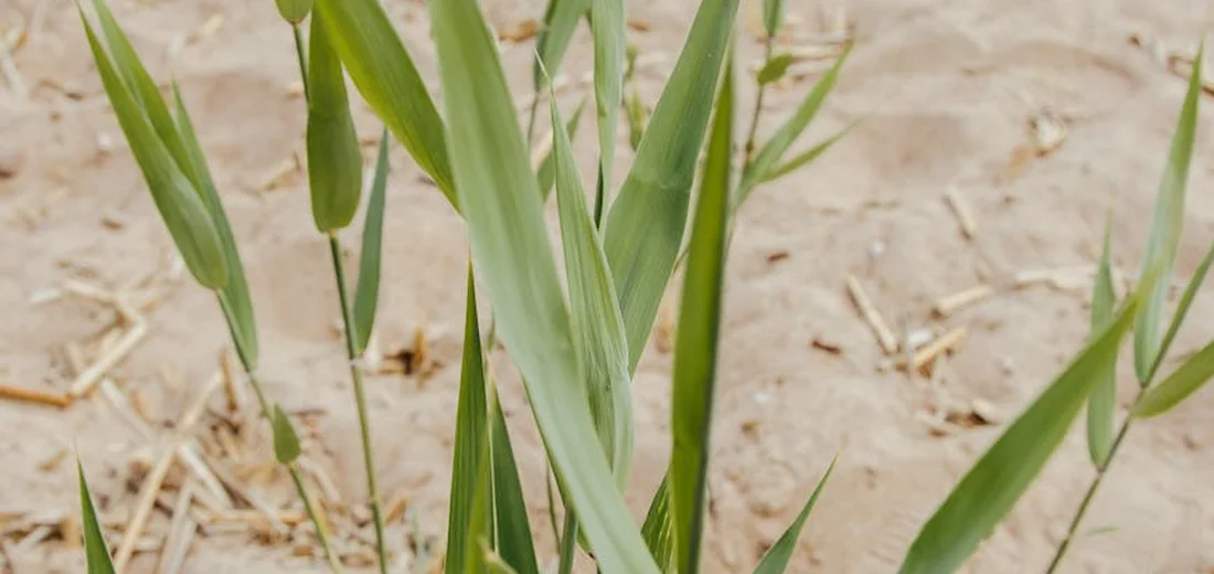 Close-up of green succulent leaves emerging from sandy soil