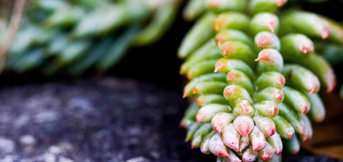 Close-up of a Mountain Rose succulent with a stem and tightly packed, paddle-shaped green leaves with pink-tipped edges.