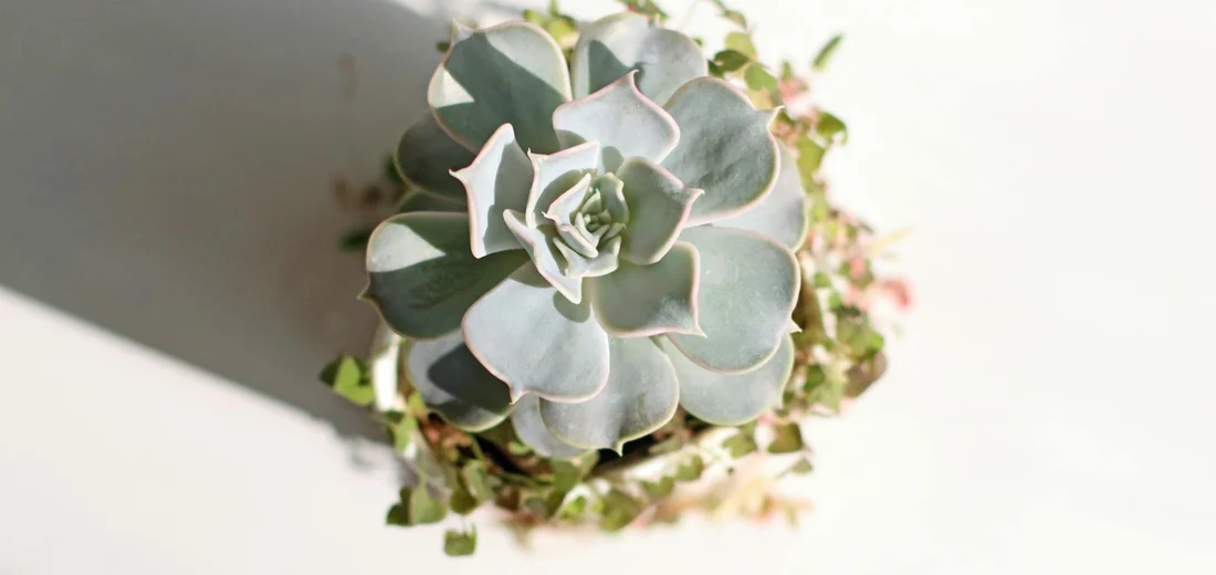 Top-down view of a Mountain Rose succulent (Aeonium tabuliforme) in a pot, showing a pale green rosette with pink-tinged edges against a light background.