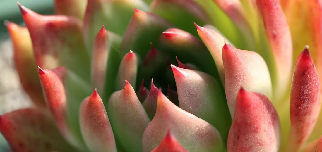 Close-up of a Mountain Rose succulent (Aeonium tabuliforme) rosette with green leaves that fade to red at the tips.
