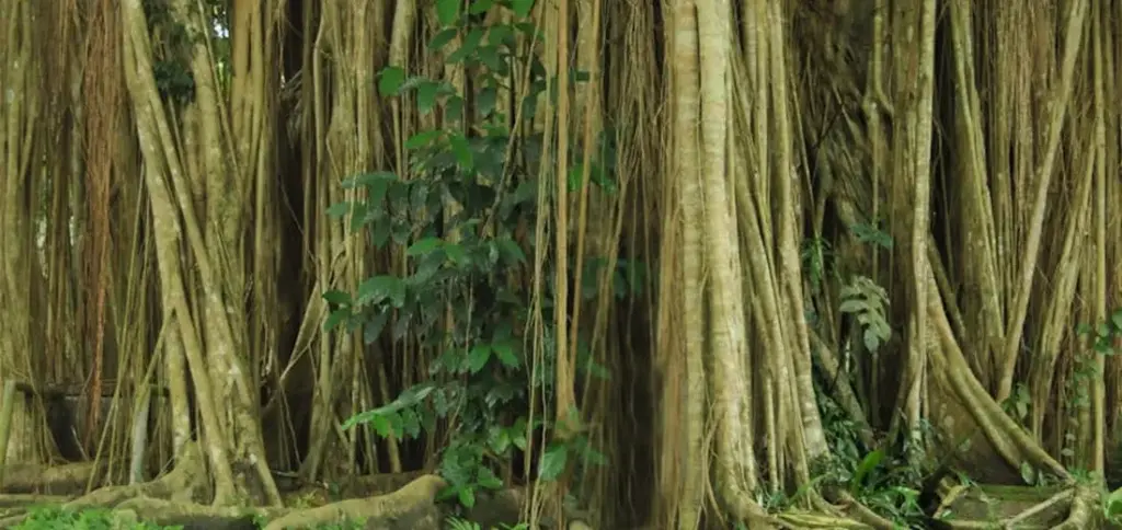 Why Do Succulents Grow Aerial Roots? A Simple Guide