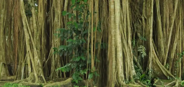 Dense network of tree trunks with hanging aerial roots in a lush forest.
