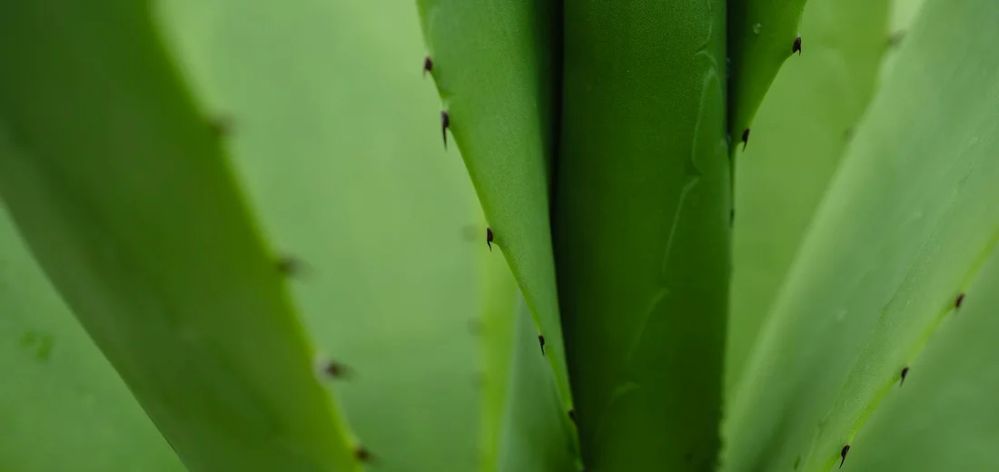 Close-up of a green agave plant's thick leaves with small spines along the edges
