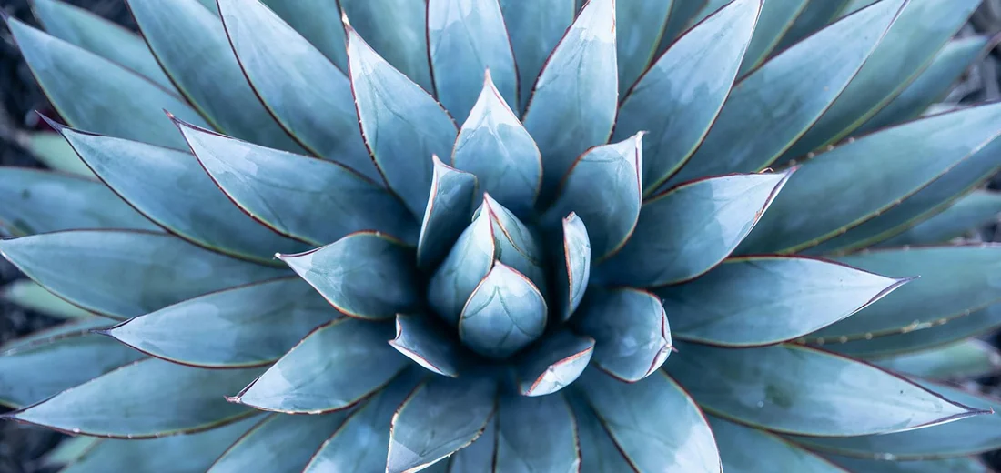 Close-up of a blue-green agave rosette with thick, pointed leaves.