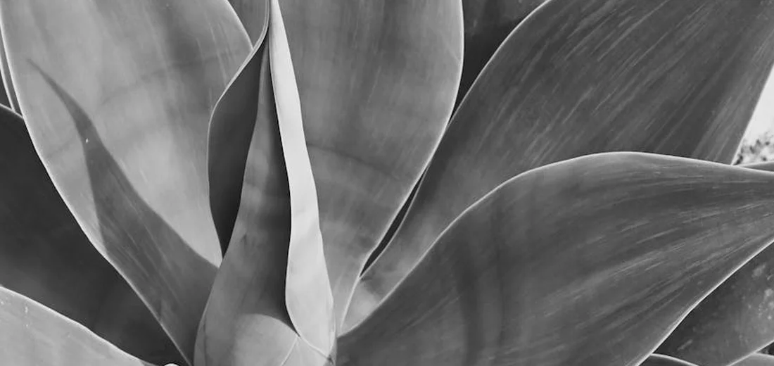 Close-up of a grayscale agave plant with thick, pointed leaves, highlighting its architectural form for indoor care.