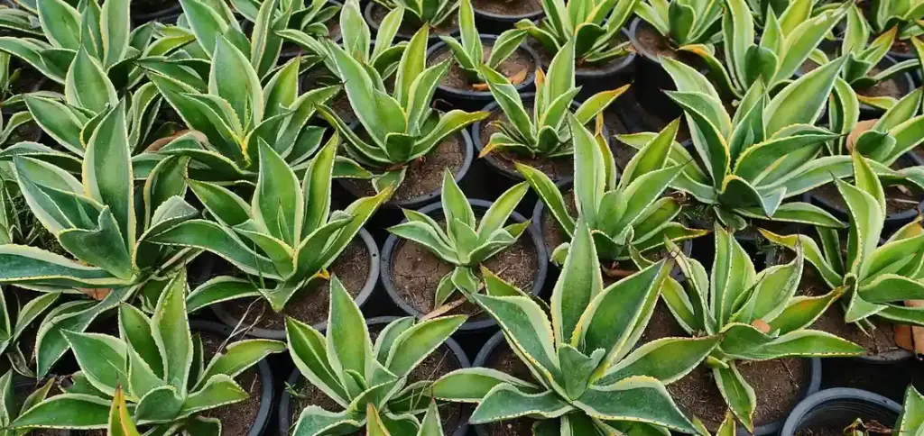 Agave Plant Care Indoors: Growing Century Plants in Pots