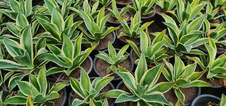 A close-up view of numerous small potted variegated agave plants with green leaves edged in yellow, arranged in rows.