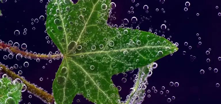 Close-up of a green air plant leaf covered in tiny water droplets and air bubbles against a dark background.