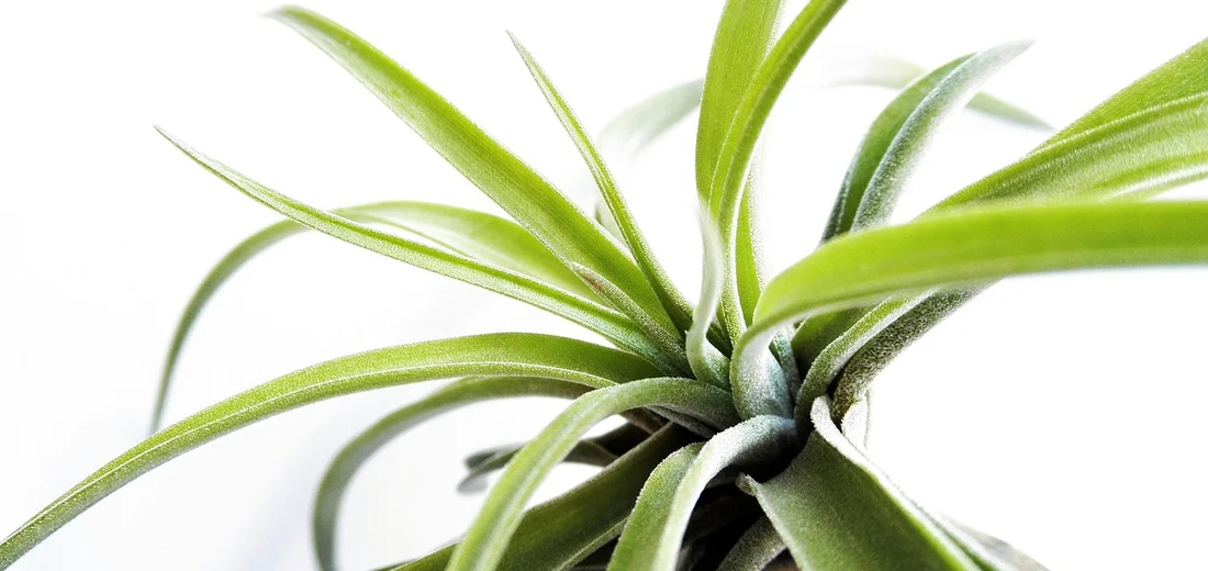 Close-up of a green air plant with long, slender leaves.