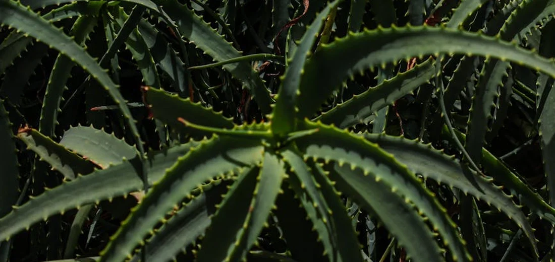 Close-up of a spiky, aloe-like succulent with serrated leaves radiating from a central rosette.