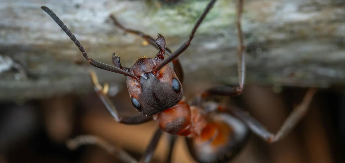 Close-up of a reddish ant on a wooden surface, showing its large head and mandibles