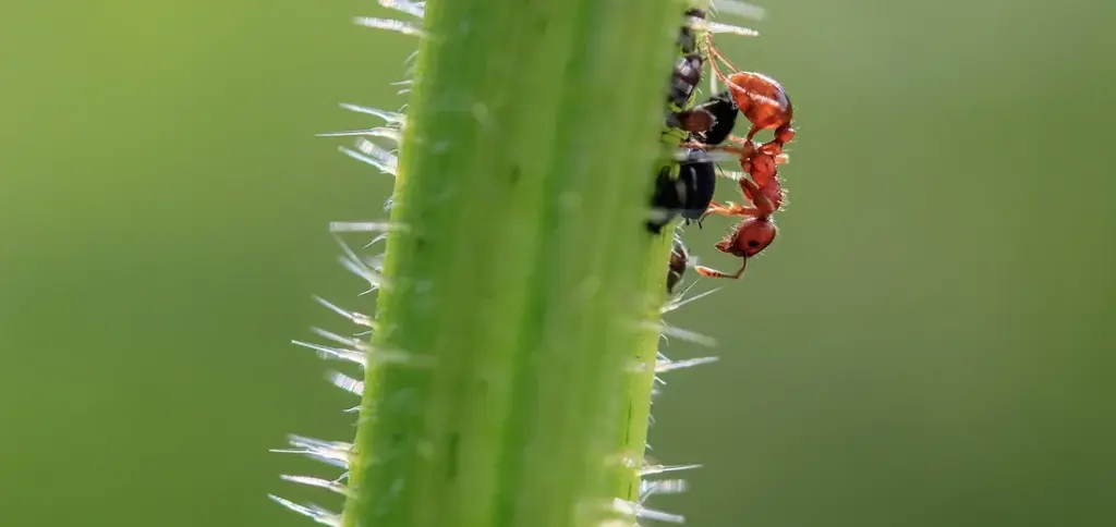 How to Stop Ants from Attacking Your Succulents