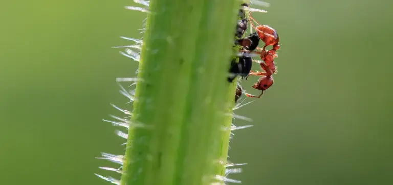 Close-up of red ants crawling on a green cactus-like succulent stem with sharp spines