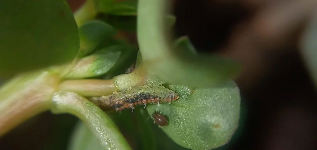 Macro image of a tiny brown aphid-like insect on a succulent stem