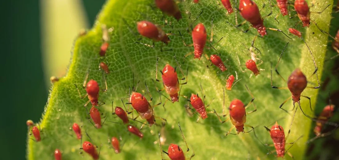Close-up of red aphids clustered on a green leaf
