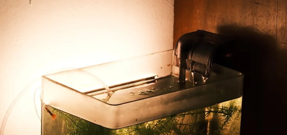 A small freshwater aquarium on a wooden surface with green aquatic plants visible inside and a black filter on top.