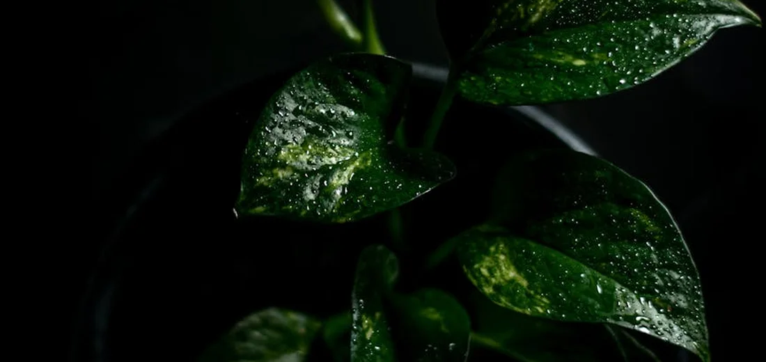 Close-up of glossy pothos leaves with water droplets in a dimly lit aquarium setting.