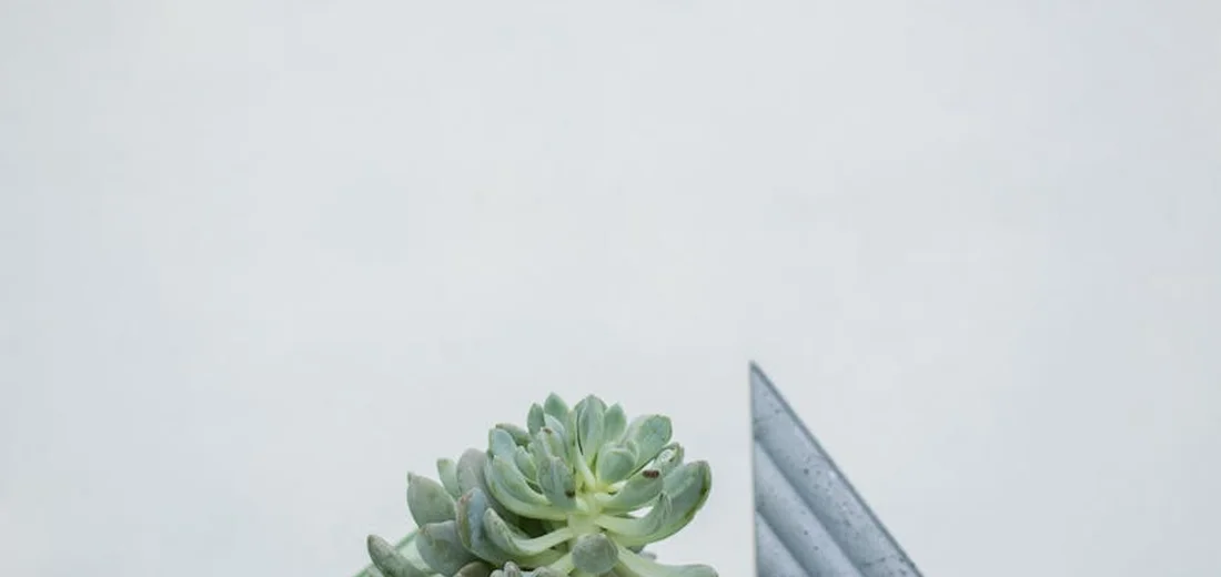 A small succulent plant near a geometric metal sculpture against a pale background.