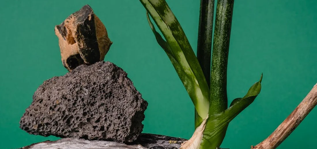 Sculptural succulent arrangement featuring a rugged rock and tall green succulent stems against a teal background.
