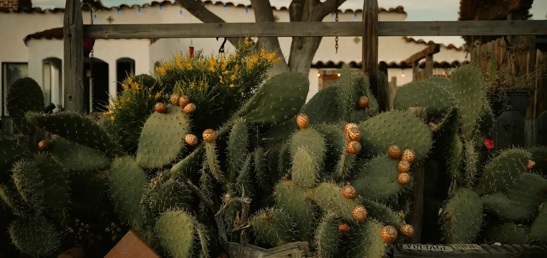 A collection of architectural succulents, including flat-padded Opuntia cacti with small orange fruits or blooms, arranged in a sunlit courtyard with white stucco walls.