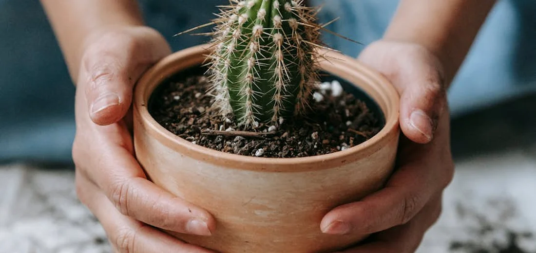 Hands holding a small terracotta pot with a cactus.