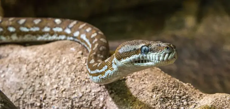 Close-up of a brown patterned snake resting on a rock inside a terrarium, illustrating the importance of balanced humidity and airflow.