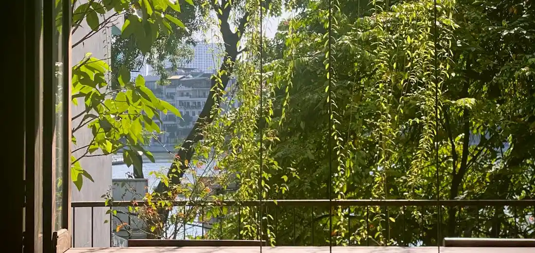 Sunlit balcony with hanging green vines along the railing
