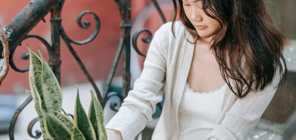 Snake Plant Care Guide: Light, Water, and Soil for Every Type