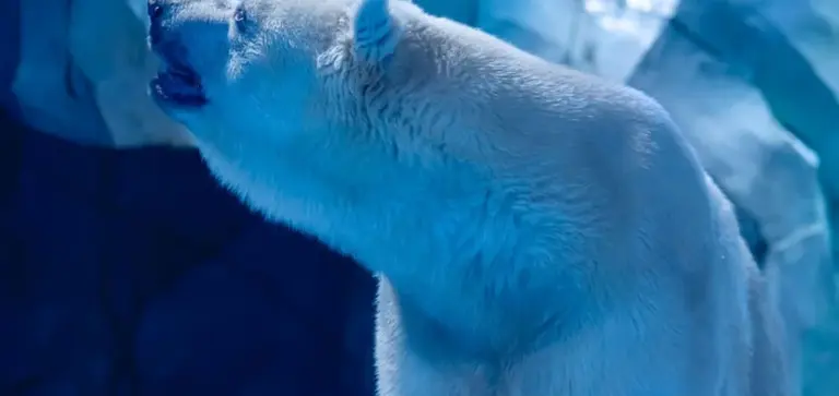 Close-up of a white bear paw with fur illuminated in blue light