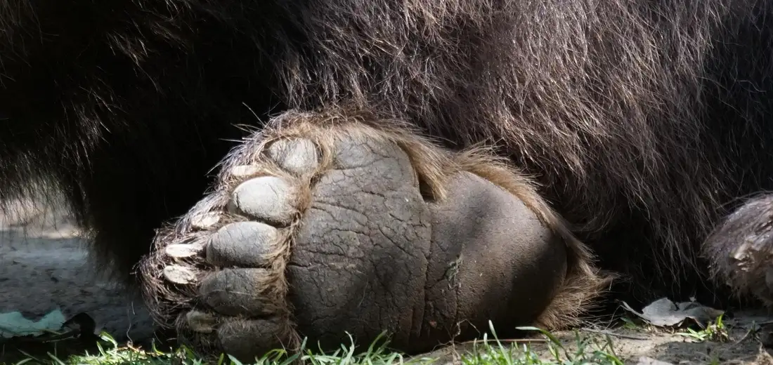 Close-up of a Cotyledon tomentosa 'Bear's Paw' succulent pad showcasing its fuzzy, toe-like segments, ready for propagation