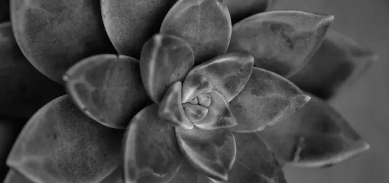 Close-up view of Aeonium arboreum 'Zwartkop' (Black Rose) succulent rosette with dark, velvety leaves.