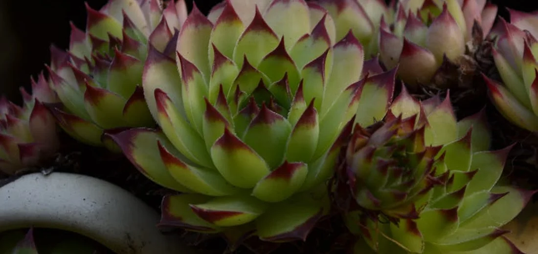 Close-up of Aeonium arboreum 'Zwartkop' rosettes with lime-green leaves and burgundy tips