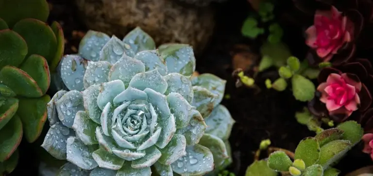 Close-up of a blue-green rosette succulent with droplets on its leaves, surrounded by other succulents and pink flowers.