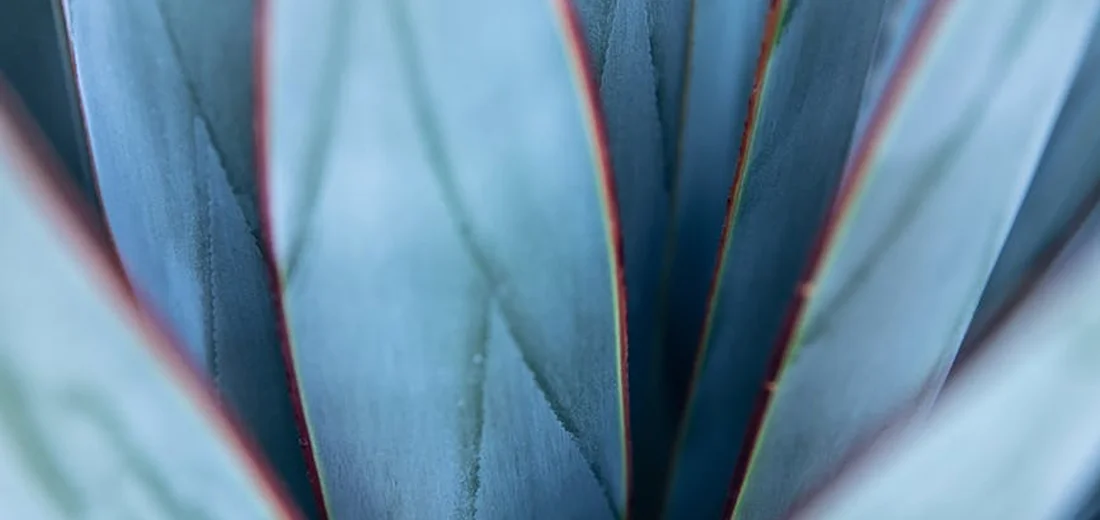 Close-up of blue-green succulent leaves with red edges forming a rosette