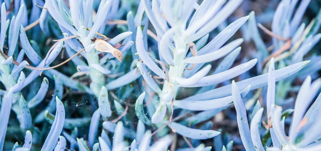 Macro shot of slender, blue-toned succulent leaves overlapping in a dense cluster