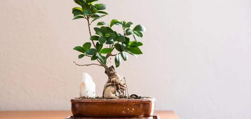 Flowering vs. Foliage Plants: Your Guide to Light and Temperature