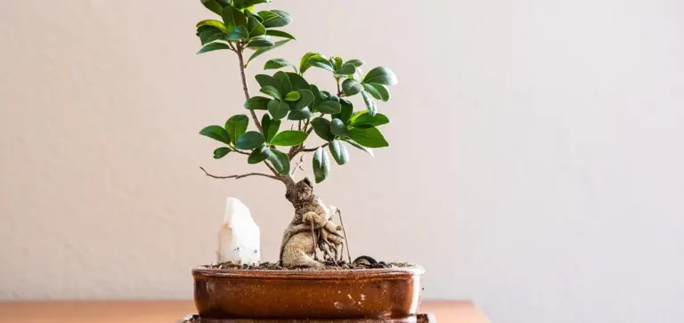 Small foliage plant in a shallow pot on a wooden surface with a pale wall background.