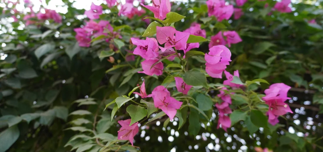 Pink bougainvillea flowers with green leaves on a leafy bush, illustrating flowering plants under varying light.