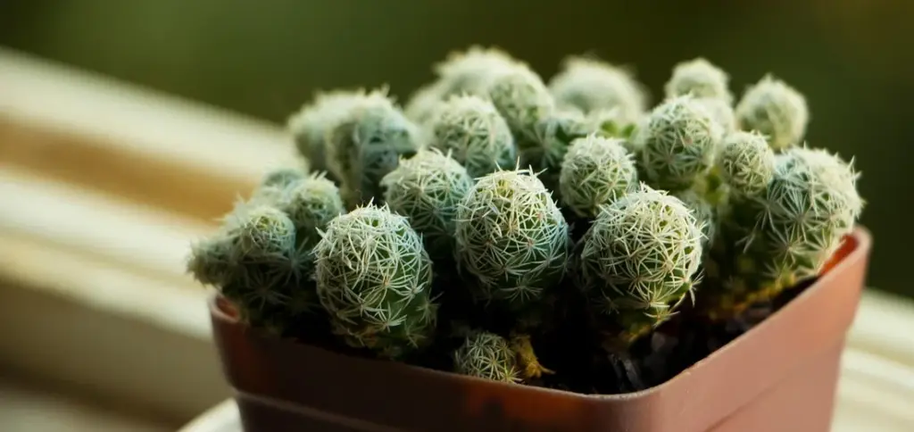 What is the Best Time of Year to Repot Different Types of Plants?