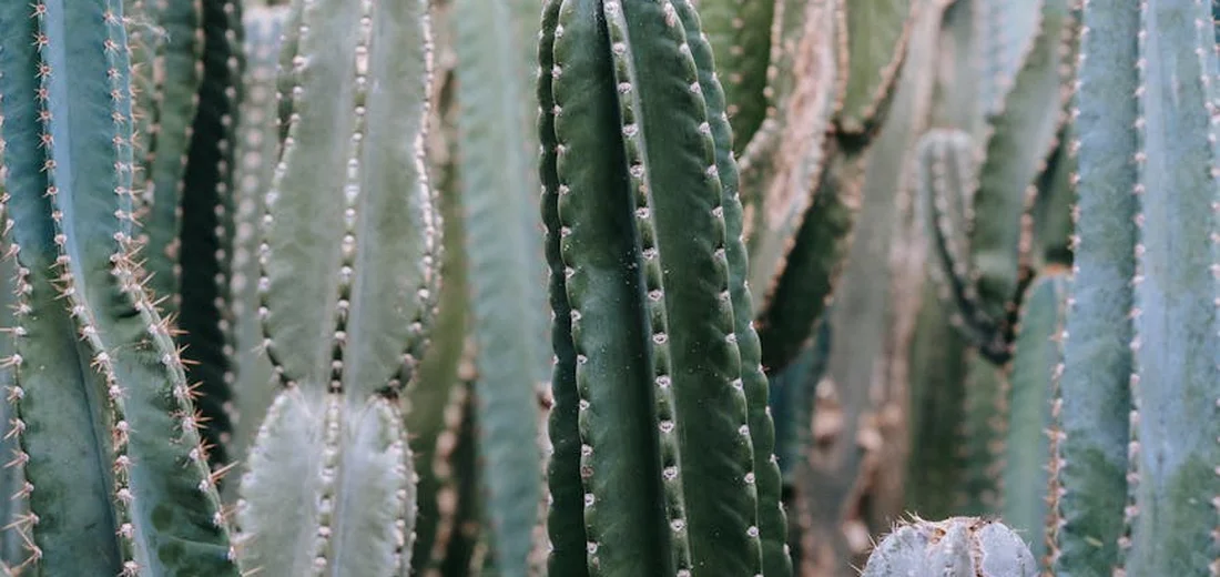 Cluster of tall columnar cacti with pronounced vertical ribs and spines