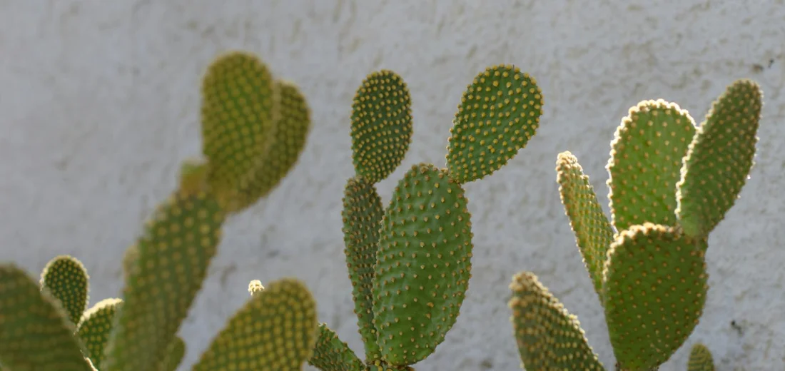 Close-up of Opuntia cactus pads (flattened stems) with areoles and tiny spines against a light wall.