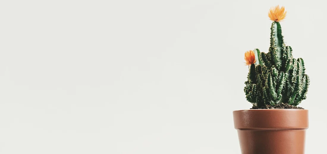 A small cactus in a terracotta pot against a pale neutral background.