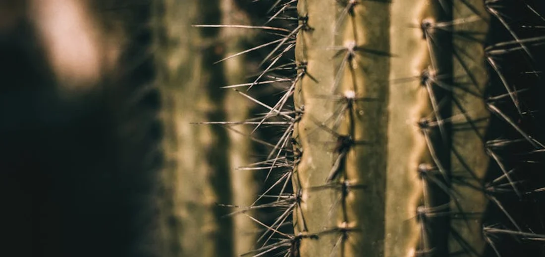 Close-up of a cactus stem with sharp spines