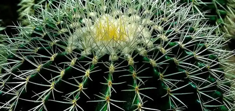 Close-up of a spherical cactus with long white spines and a yellow crown bud at the top.