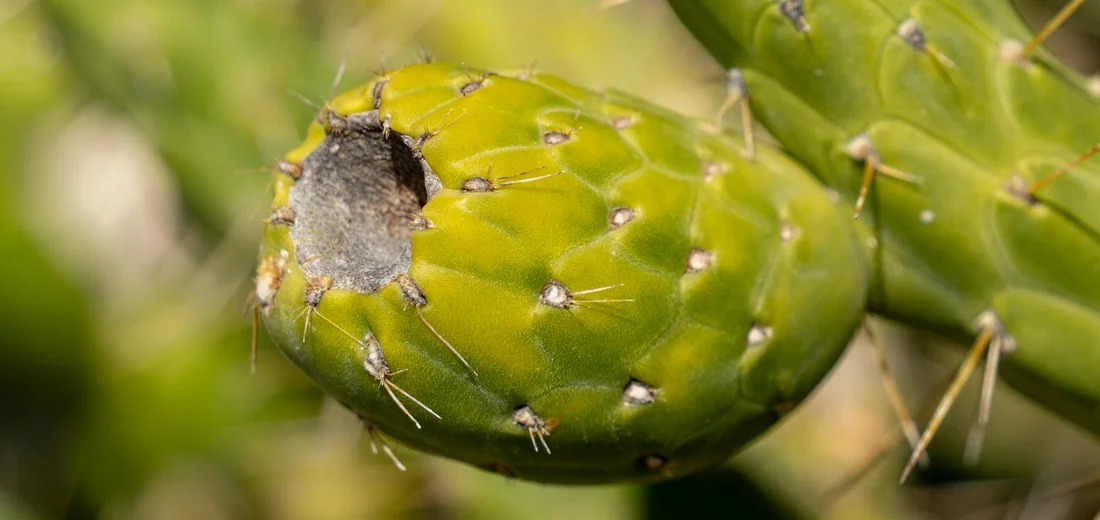 Close-up of a green cactus fruit with spines and a hole