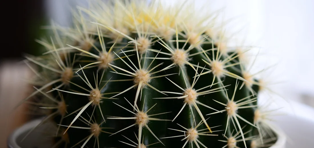 Close-up view of a round cactus with white spines radiating from yellowish areoles.