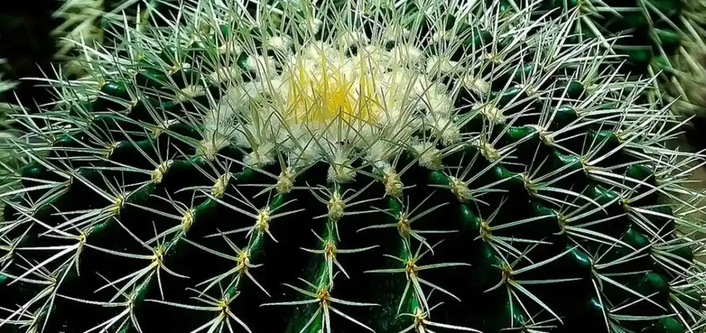 What Animals Are Eating My Succulents and How to Stop Them