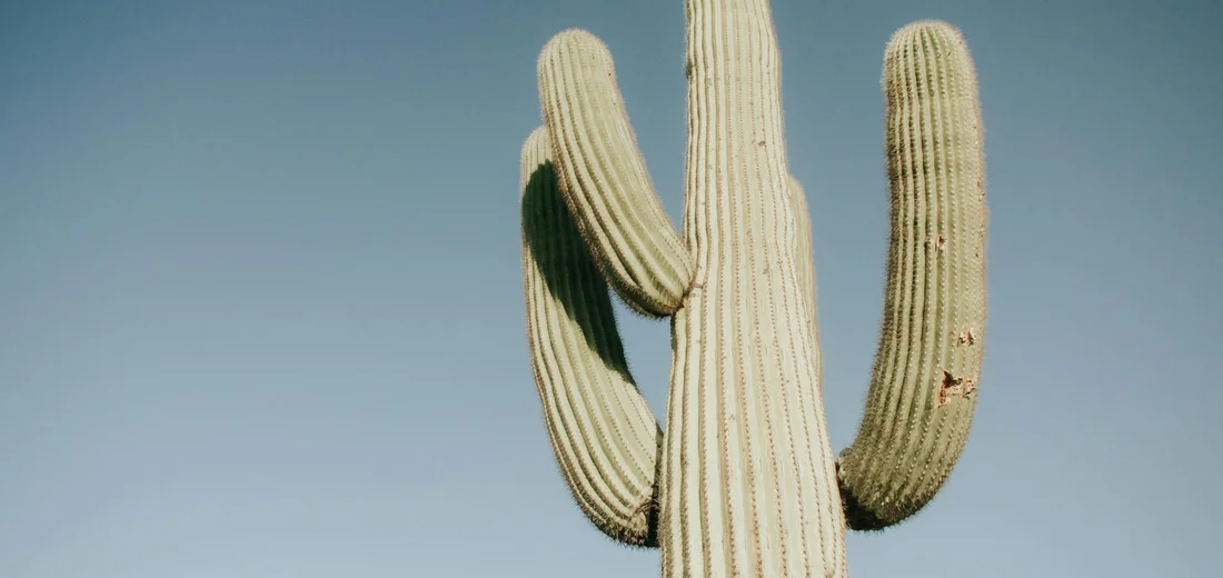 Tall cactus with multiple arms against a clear blue sky